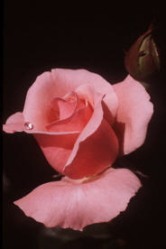 This image has an empty alt attribute; its file name is pink-rose.jpg